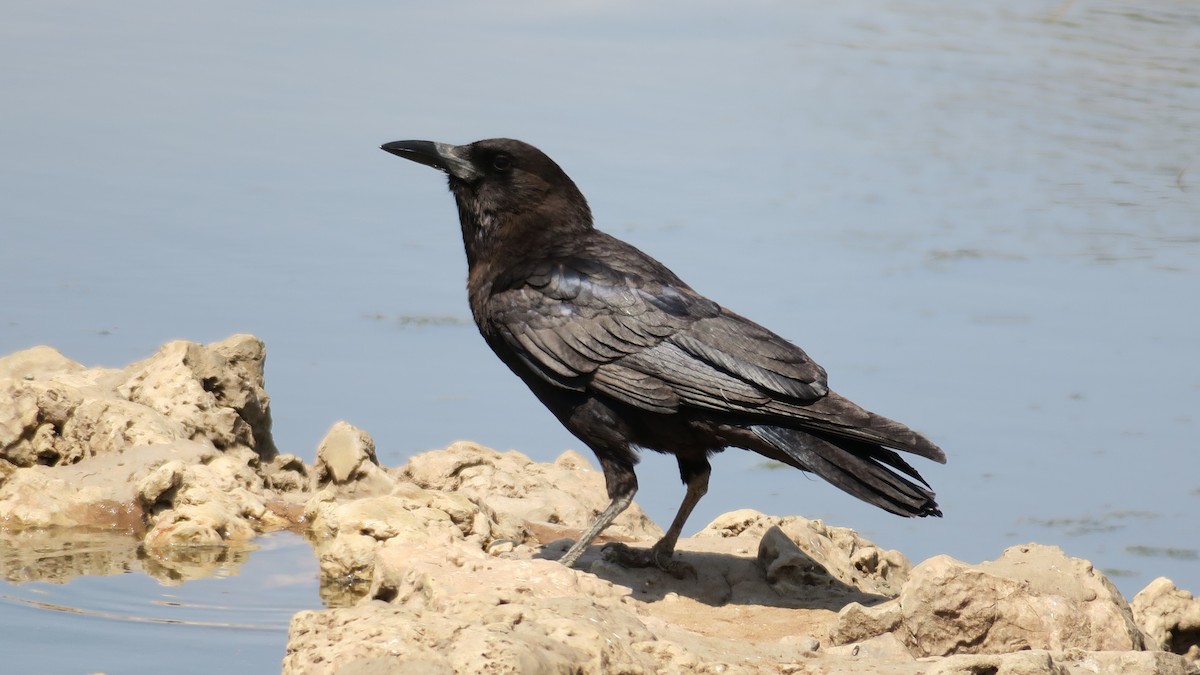 Cape Crow - ML642053714