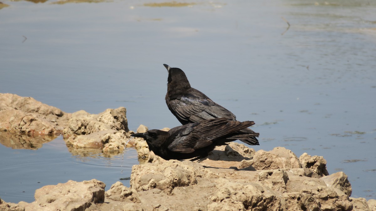 Cape Crow - ML642053715