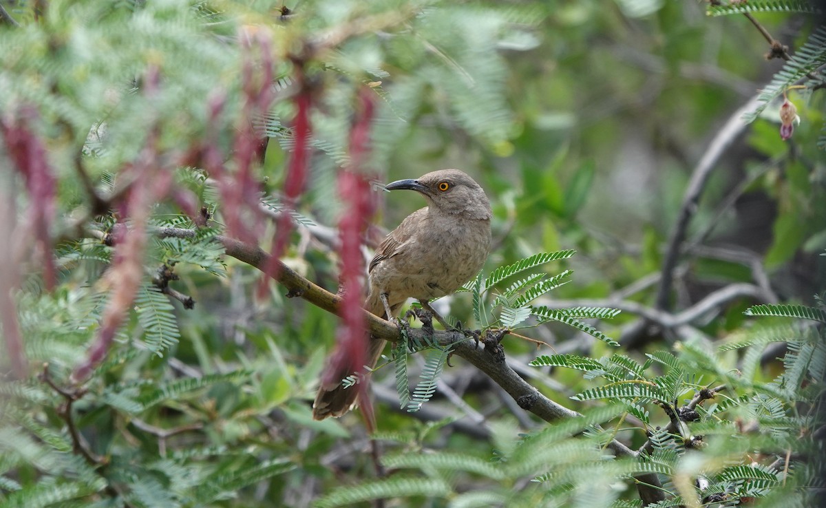 Curve-billed Thrasher - ML642053716