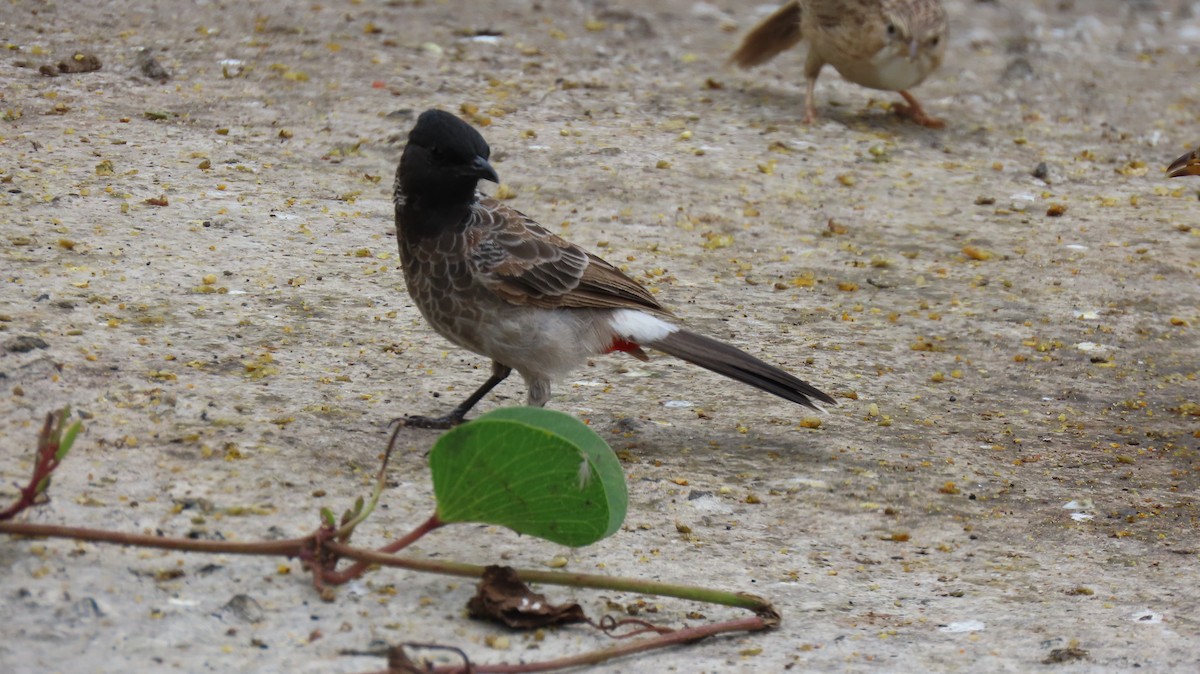Bulbul Cafre - ML642053717