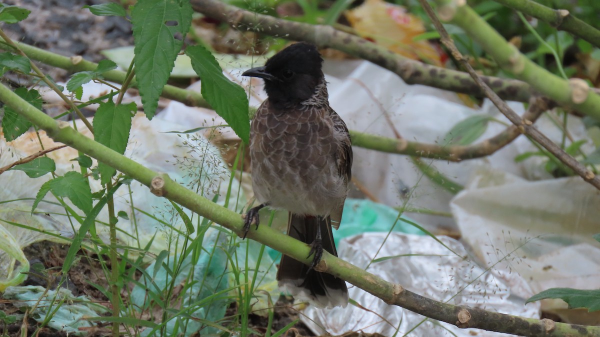 Bulbul Cafre - ML642053718