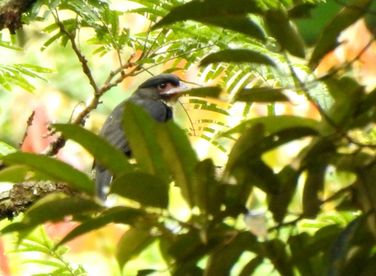 Dusky Broadbill - ML642053723