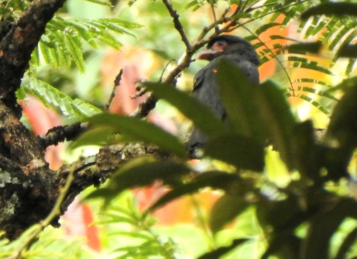 Dusky Broadbill - ML642053724