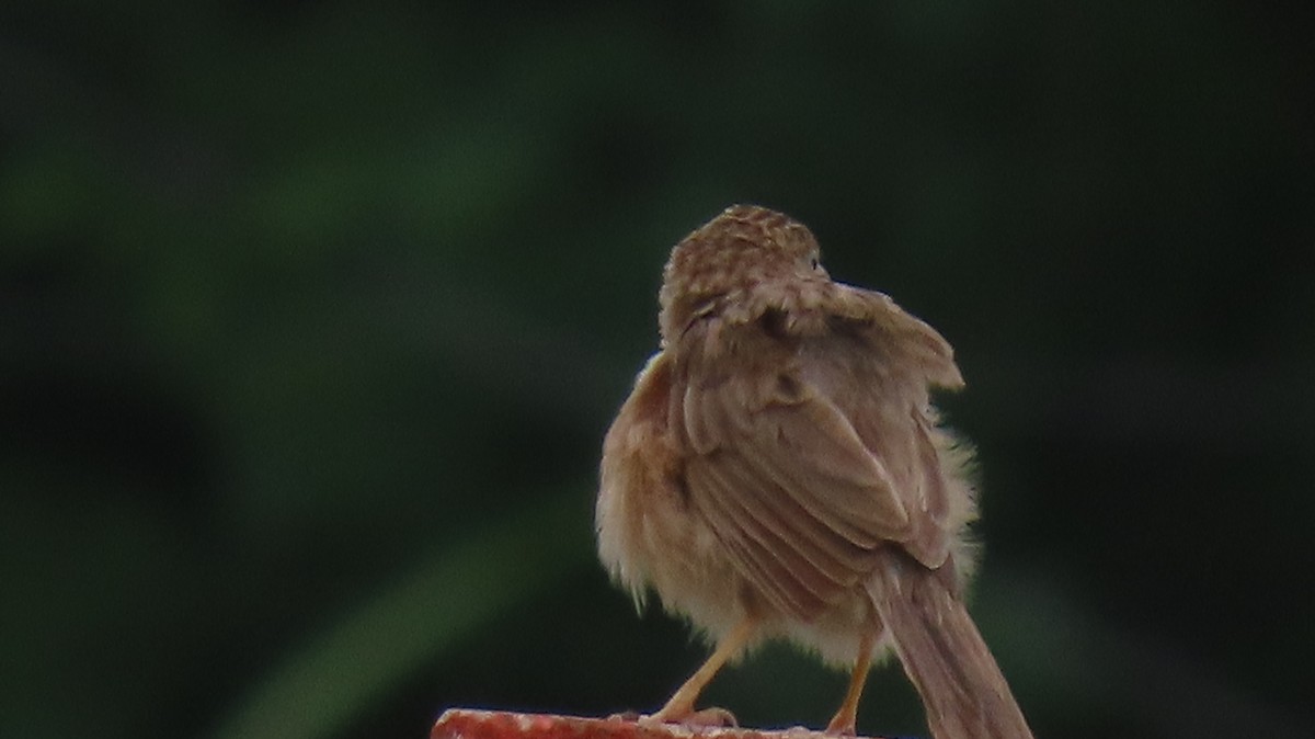 Jungle Babbler - ML642053728