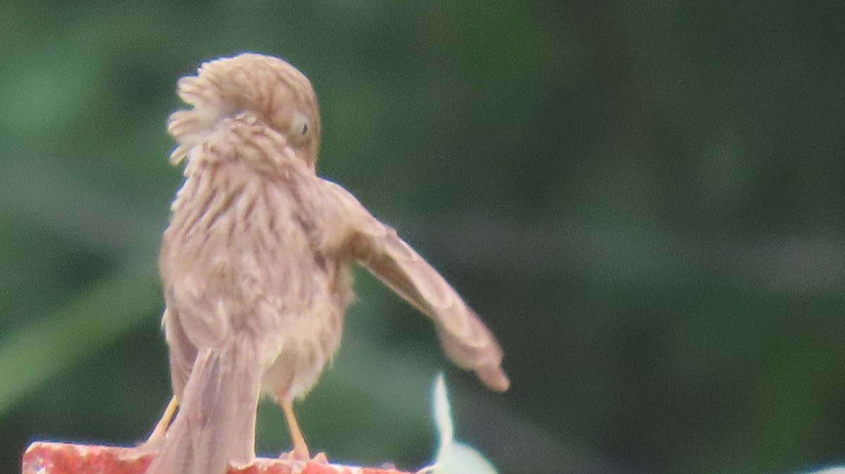 Jungle Babbler - ML642053729