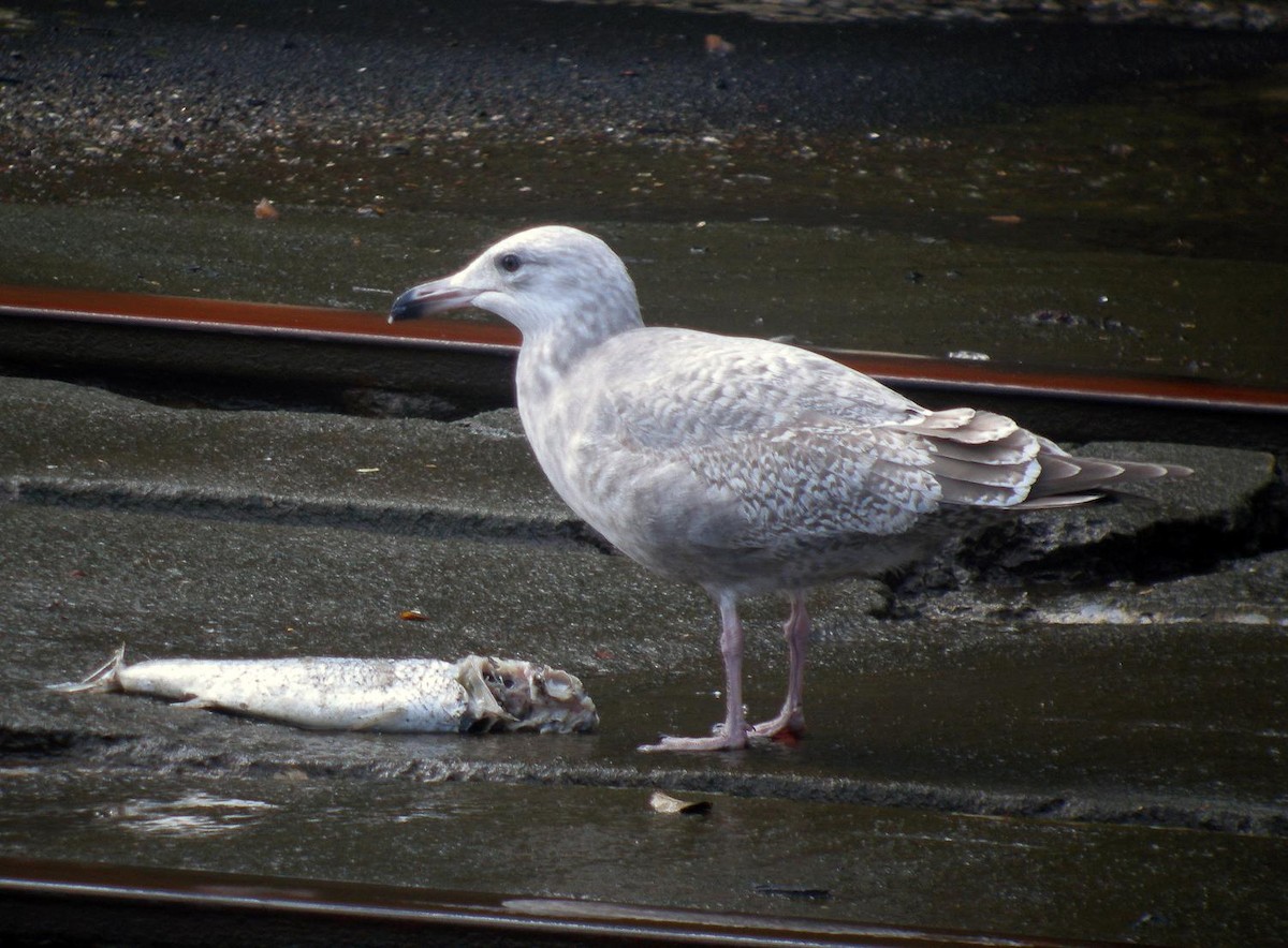 American Herring Gull - ML642053734