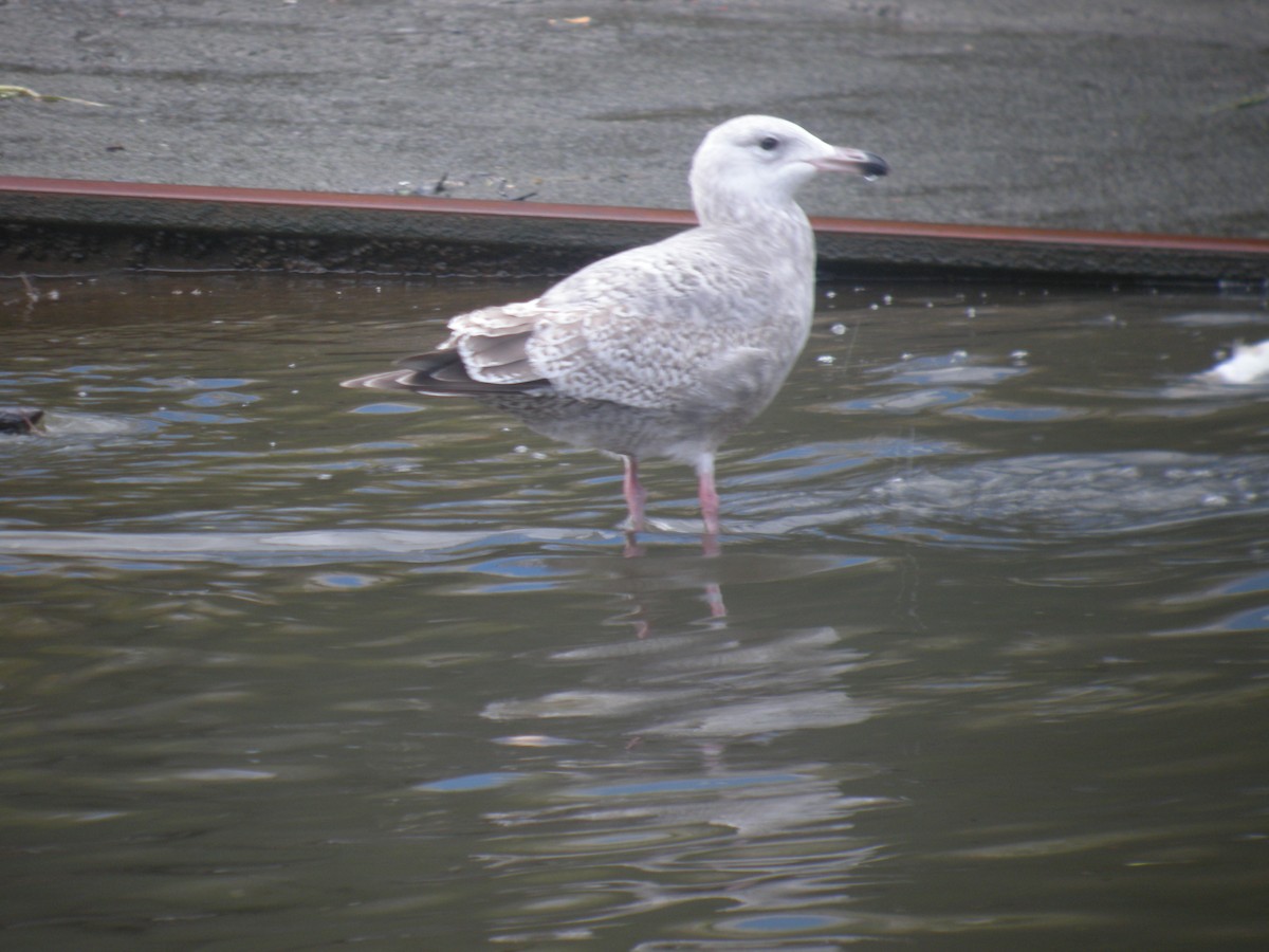 American Herring Gull - ML642053735