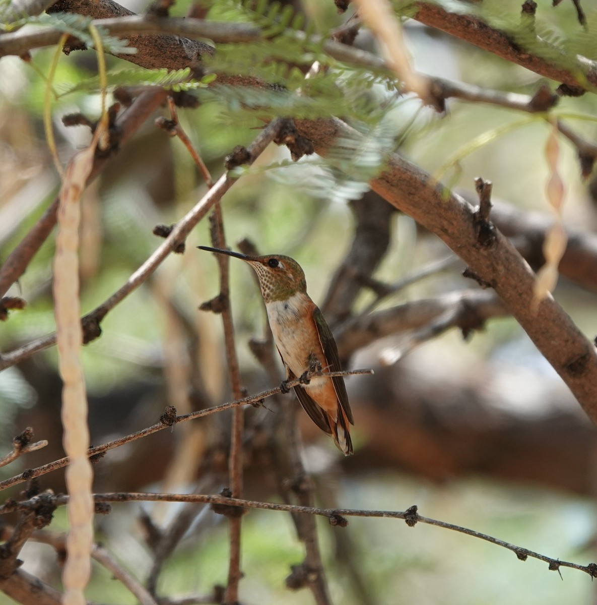 Colibrí Rufo - ML642053741