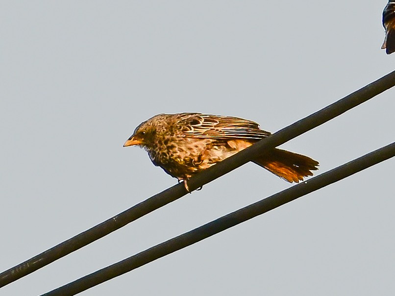 Rufous-tailed Weaver - ML642053743