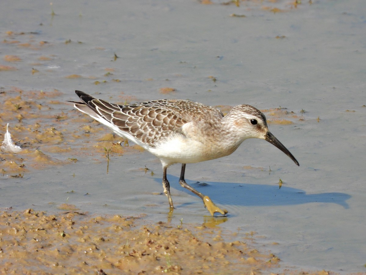 Curlew Sandpiper - ML642053744