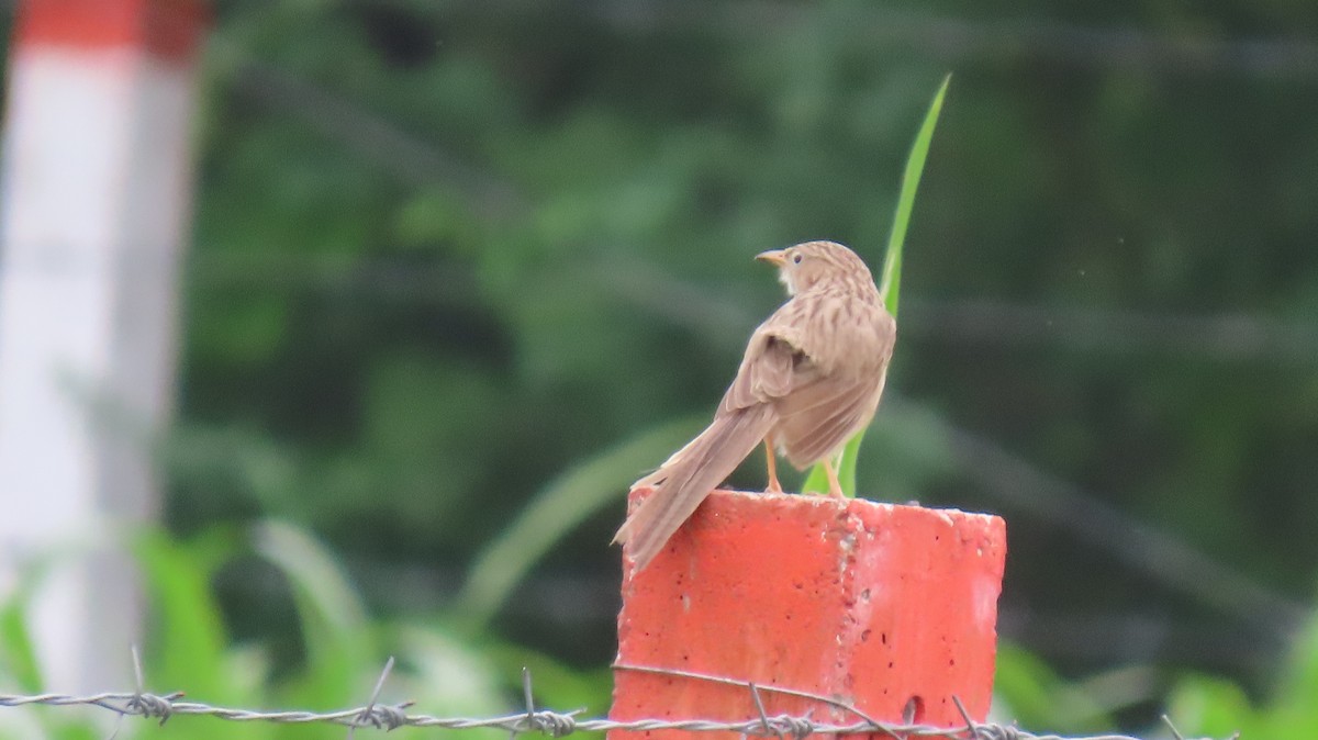 Common Babbler - ML642053746