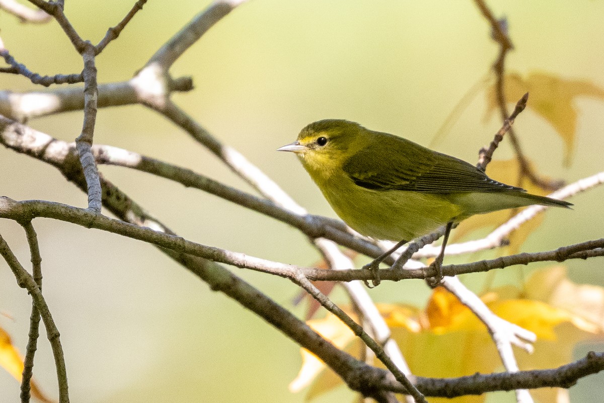 Tennessee Warbler - ML642053754
