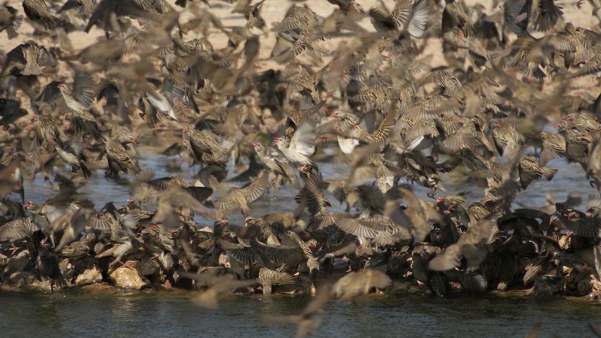 Red-billed Quelea - ML642053755