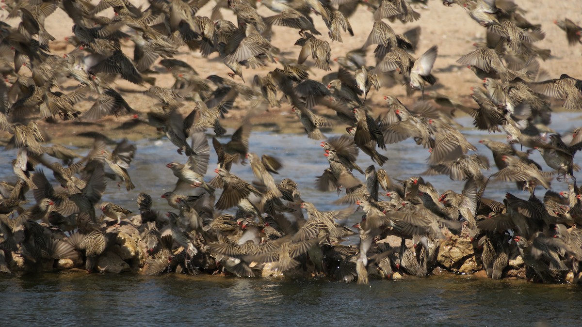 Red-billed Quelea - ML642053756