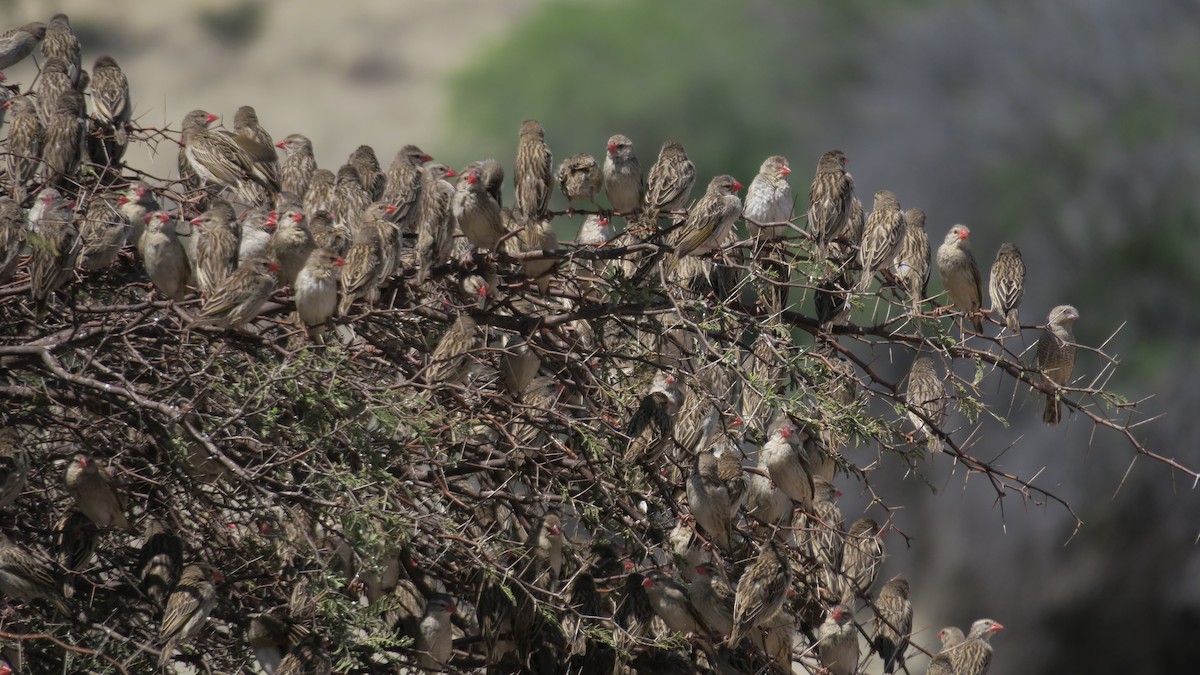 Red-billed Quelea - ML642053757