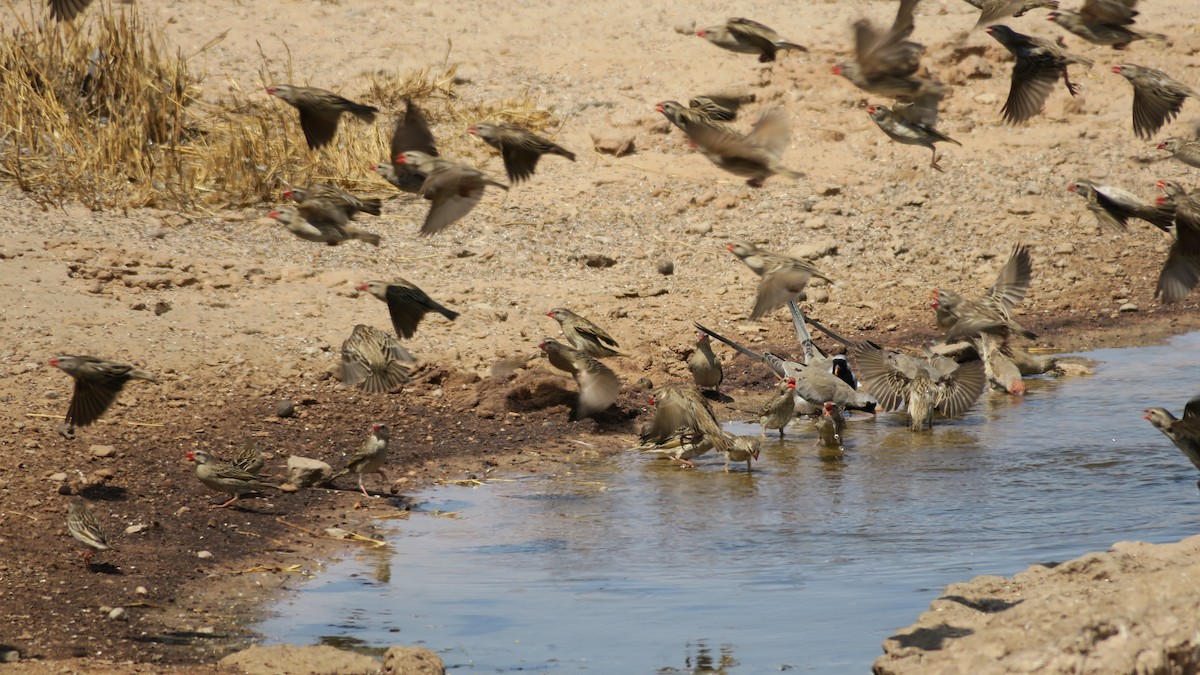 Red-billed Quelea - ML642053758