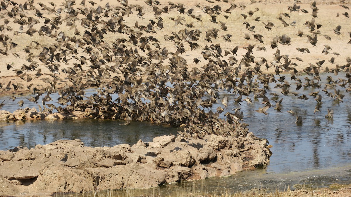 Red-billed Quelea - ML642053759