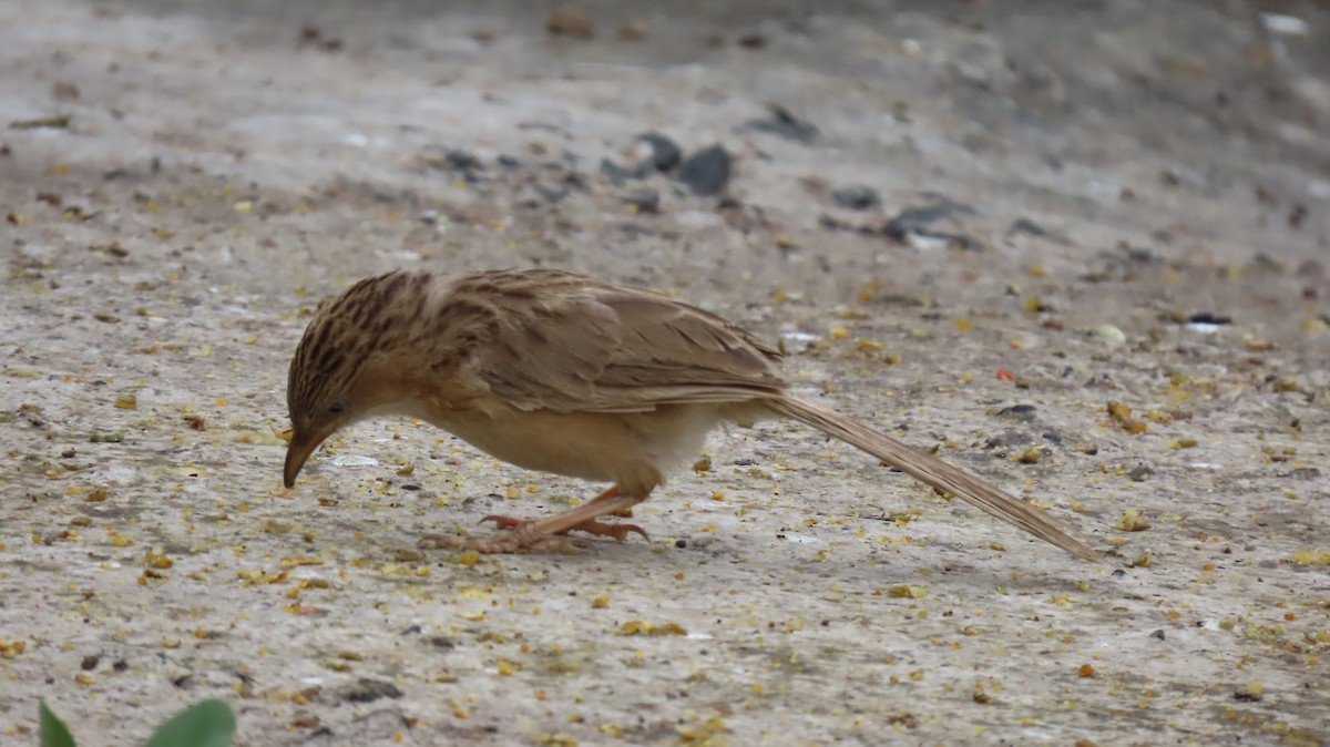 Common Babbler - ML642053760