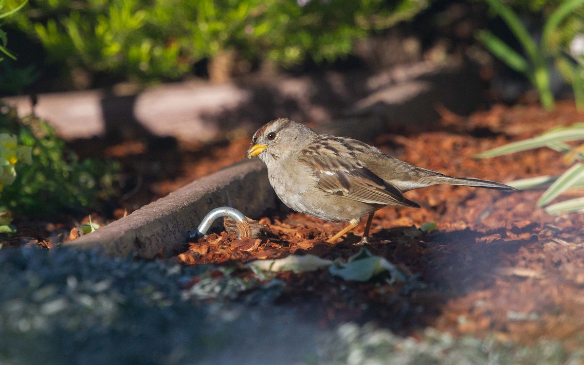White-crowned Sparrow - ML642053765