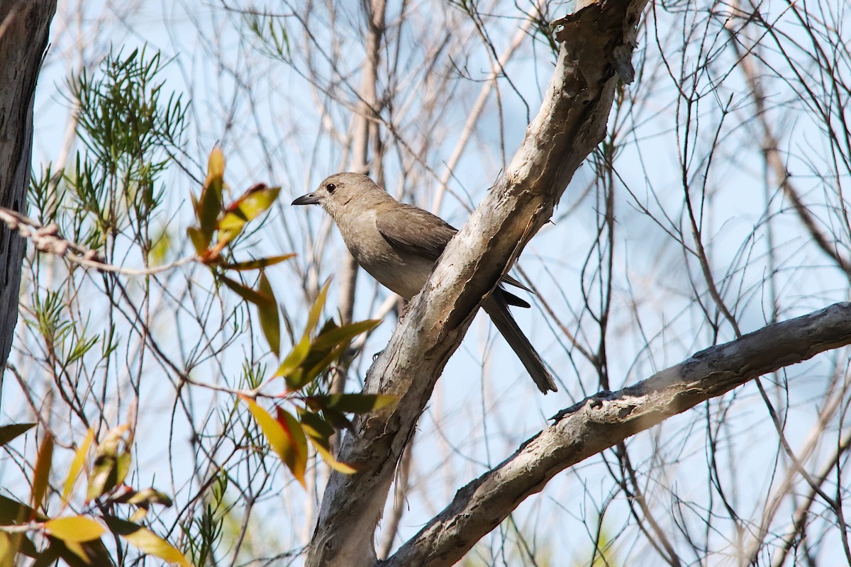 Gray Shrikethrush - ML642053767