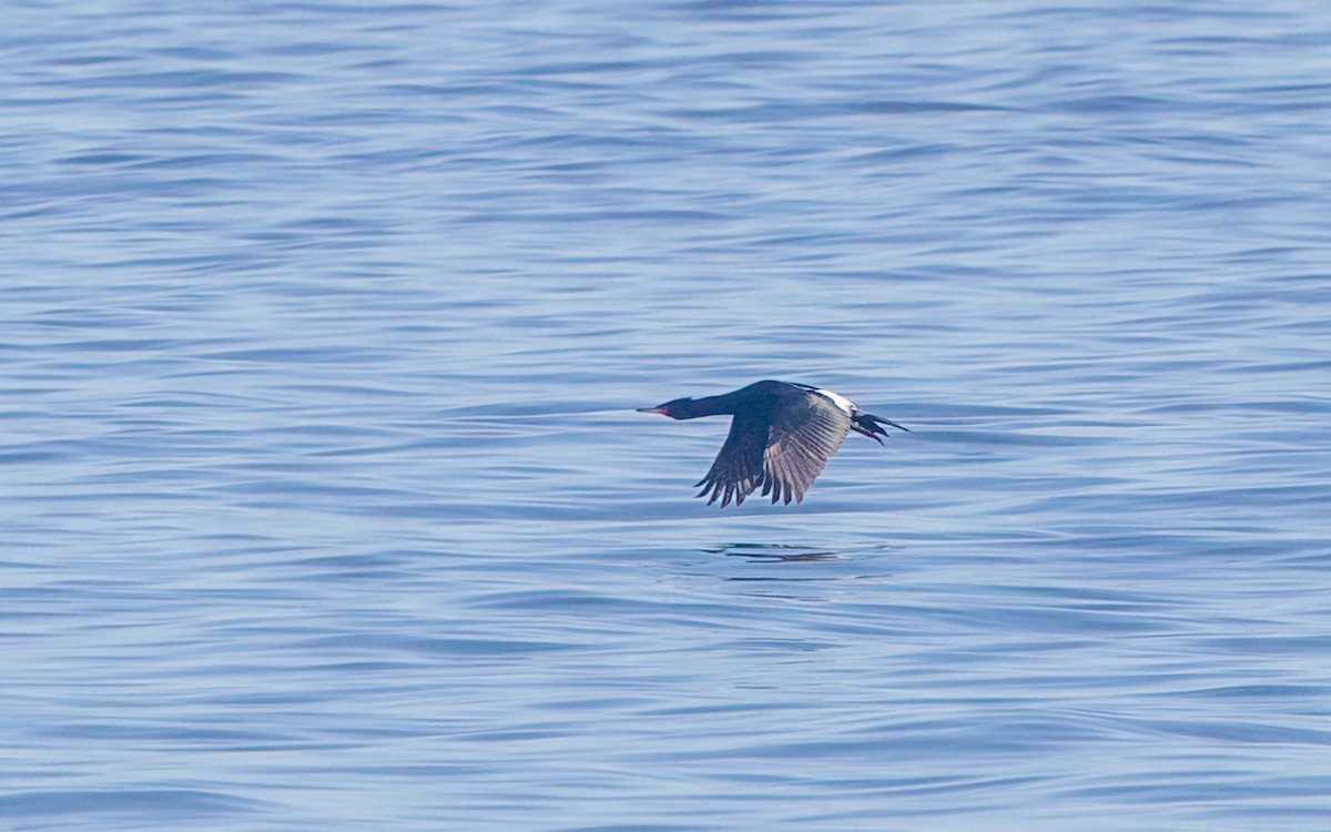 Cormorán Pelágico - ML642053785