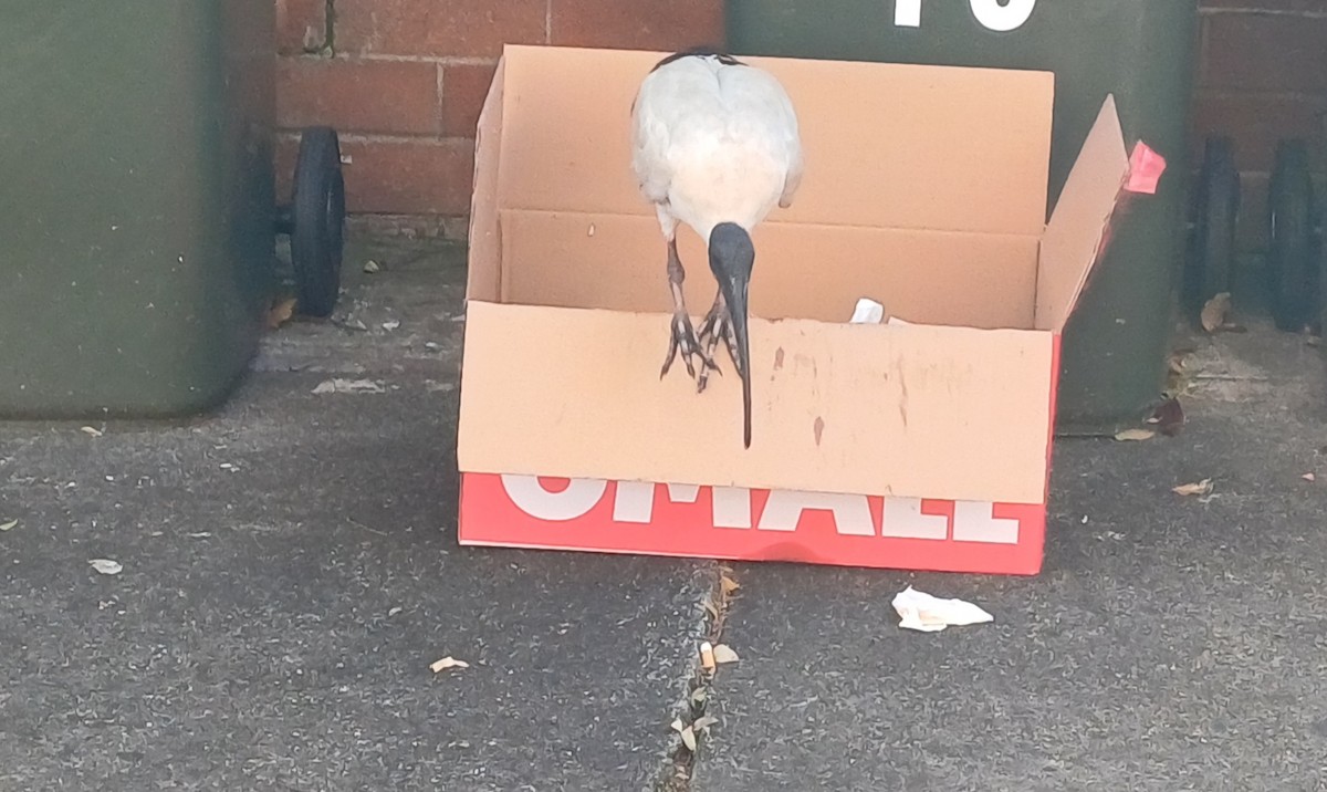 Ibis Moluqueño - ML642053786