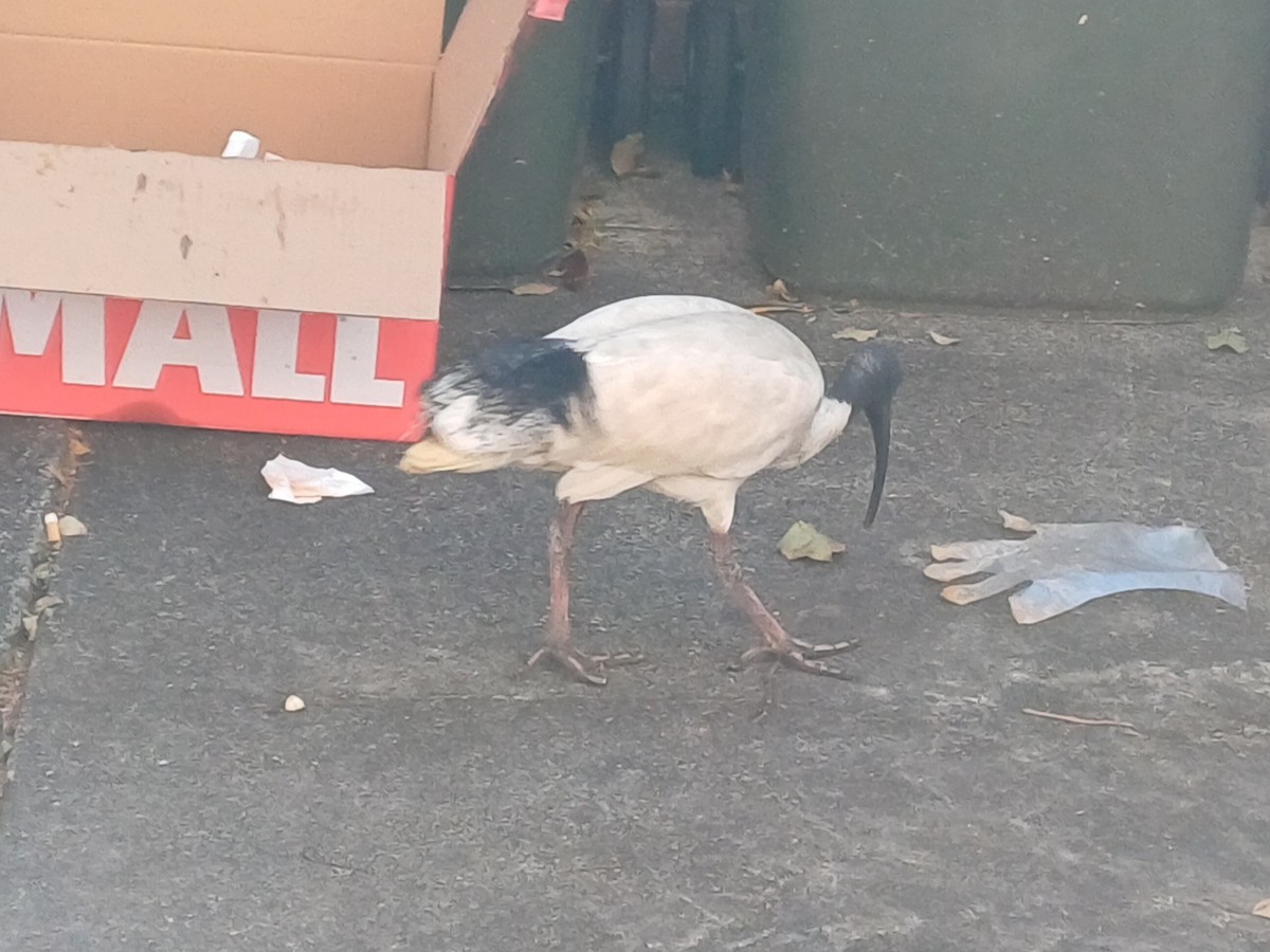 Ibis Moluqueño - ML642053795