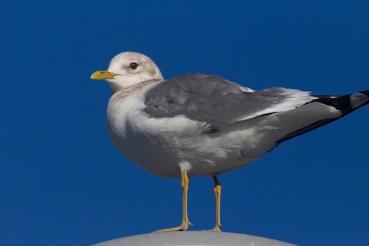 Gaviota de Alaska - ML642053801