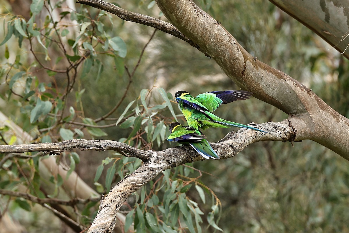 Perico de Port Lincoln - ML642053806