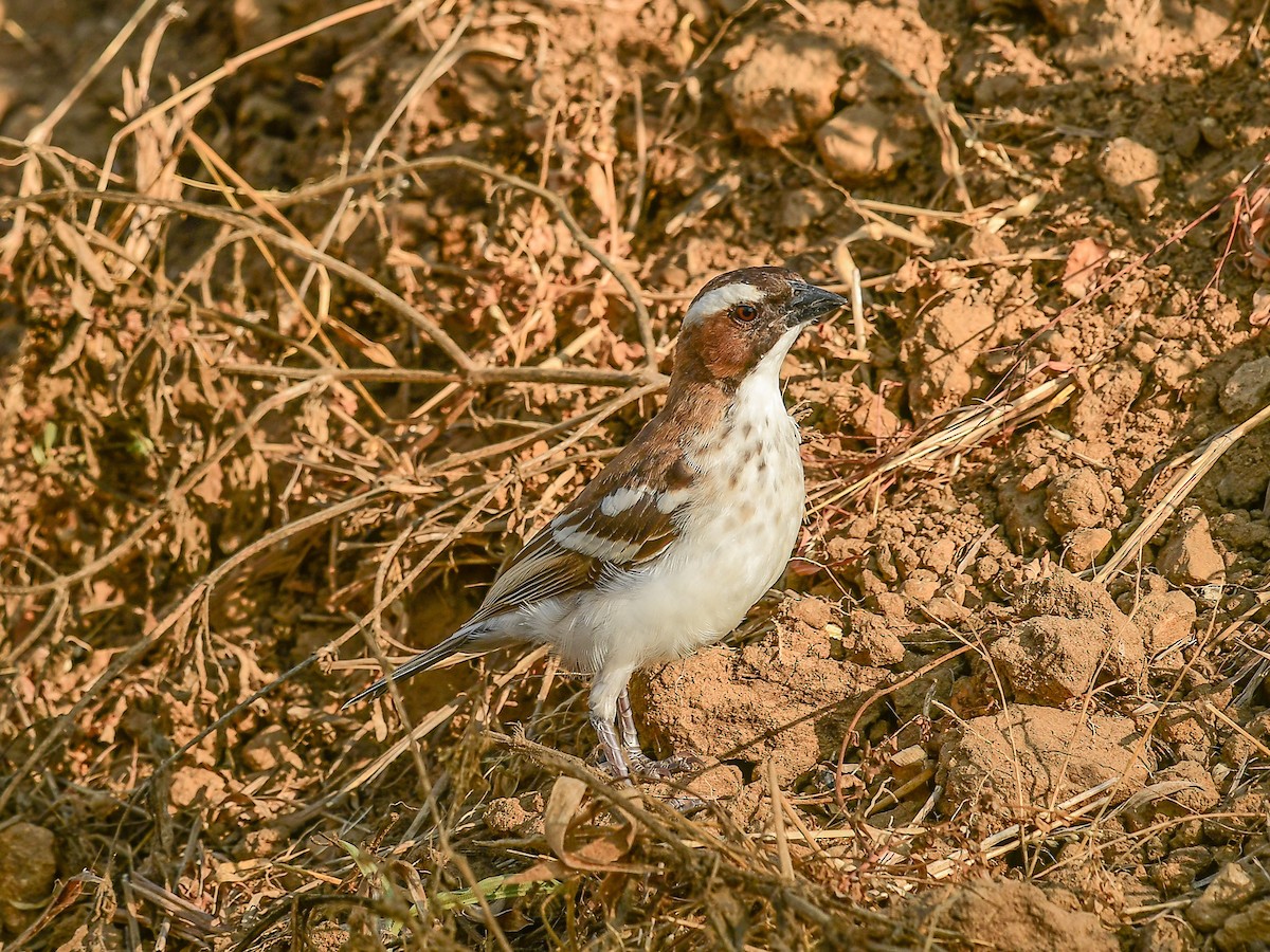 Tejedor Gorrión Cejiblanco (pectoralis) - ML642053808