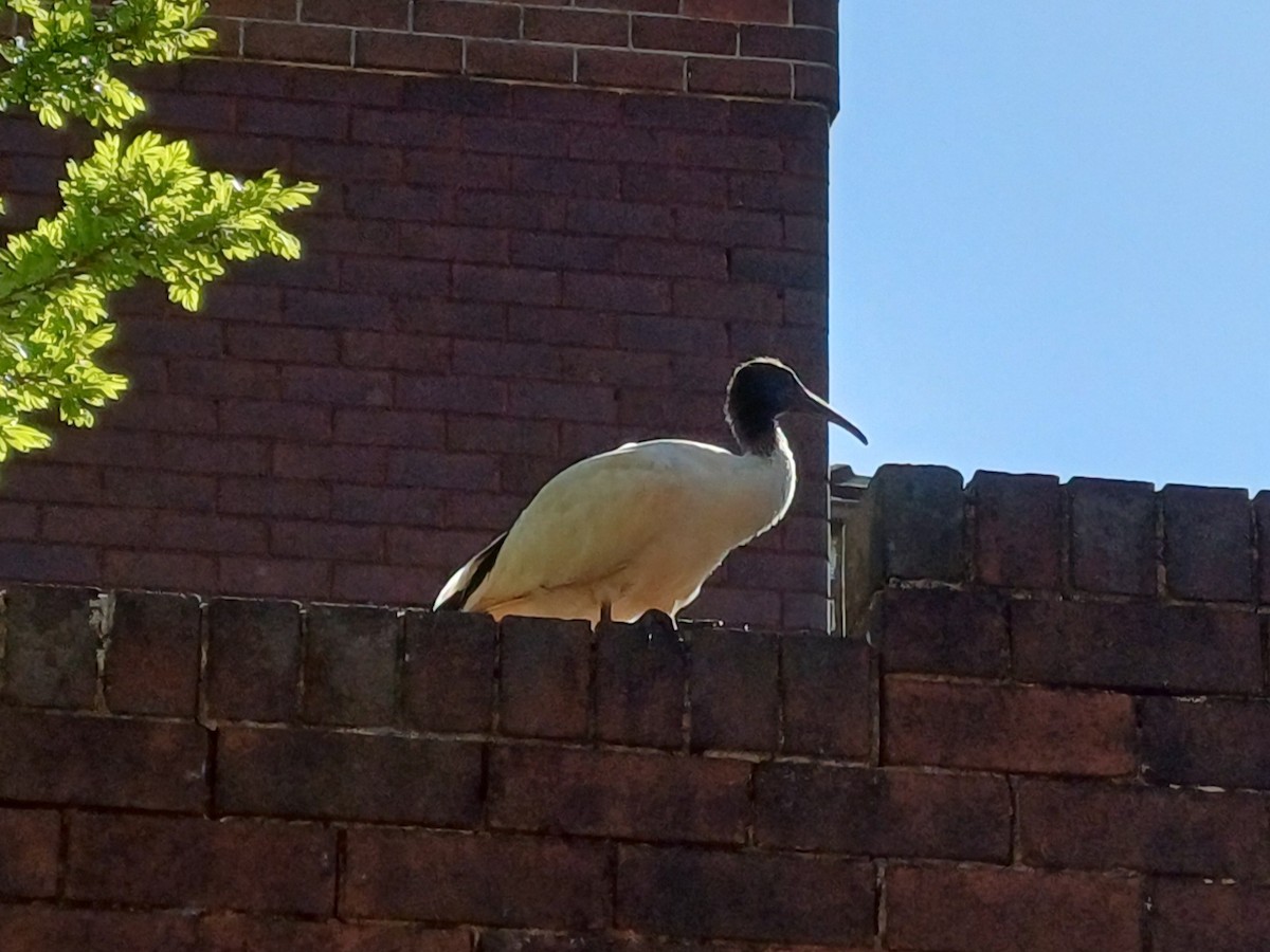 Australian Ibis - ML642053810