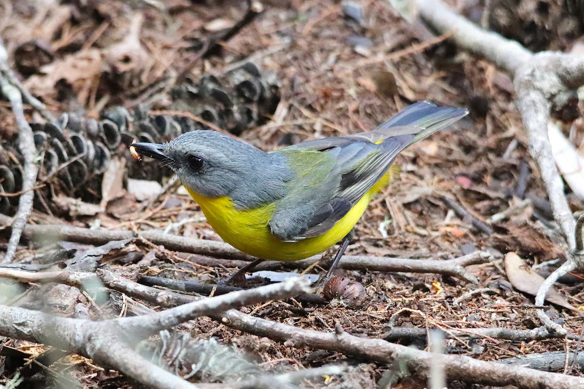 Petroica Amarilla - ML642053811