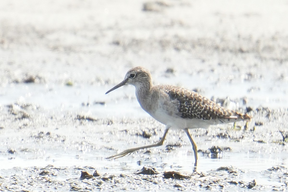 Wood Sandpiper - ML642053814