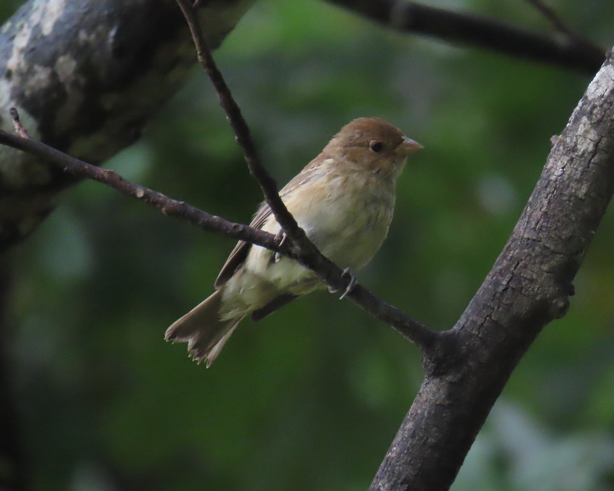 Indigo Bunting - ML642053815