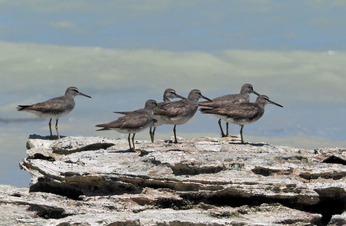 Gray-tailed Tattler - ML642053839
