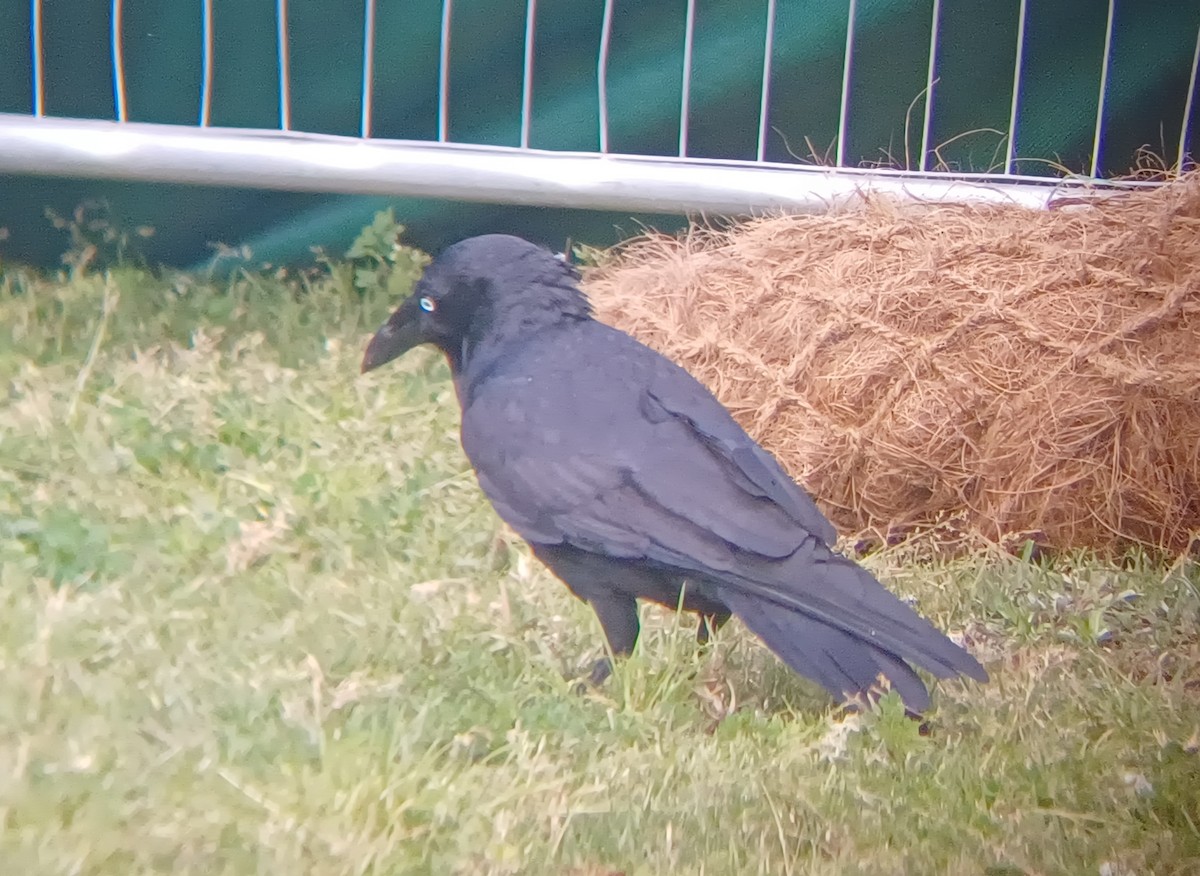 Australian Raven - ML642053841