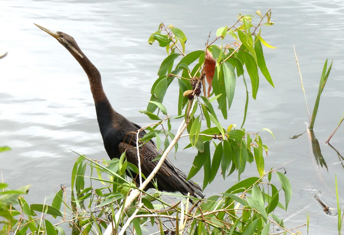 Australasian Darter - ML642053848