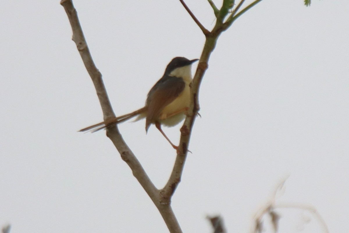 Ashy Prinia - ML642053853