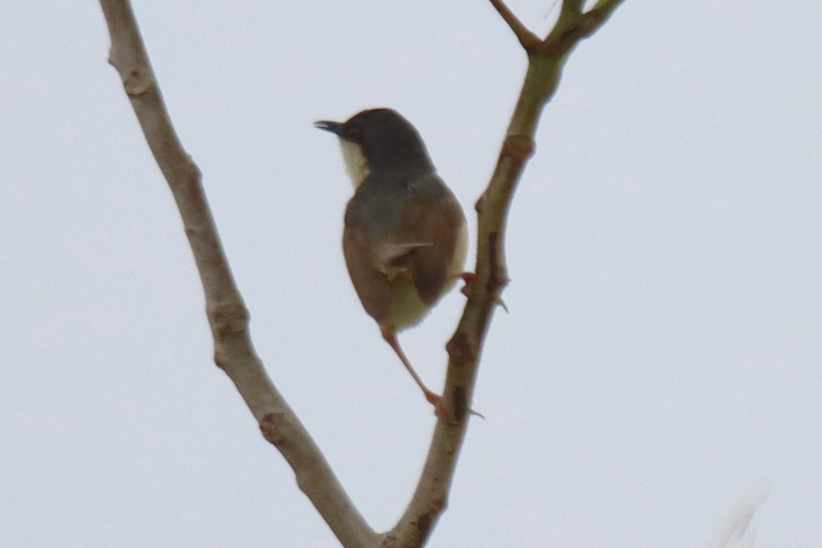 Ashy Prinia - ML642053854