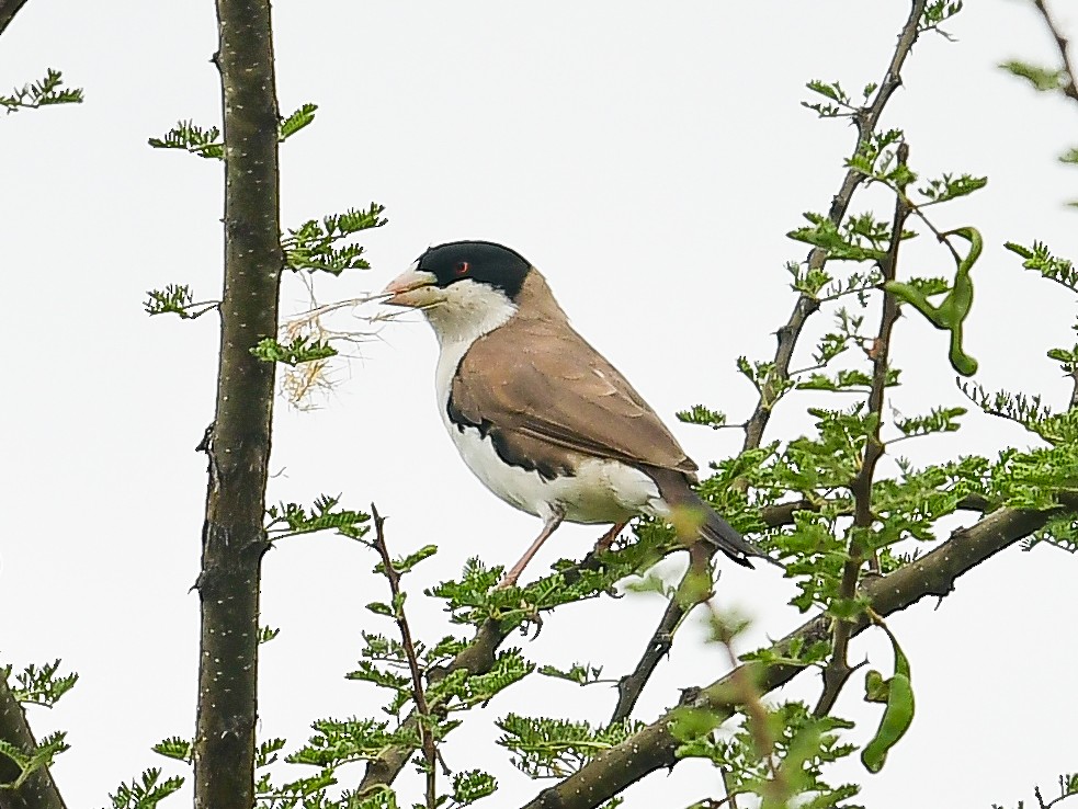 Tejedor Social de Cabanis - ML642053857