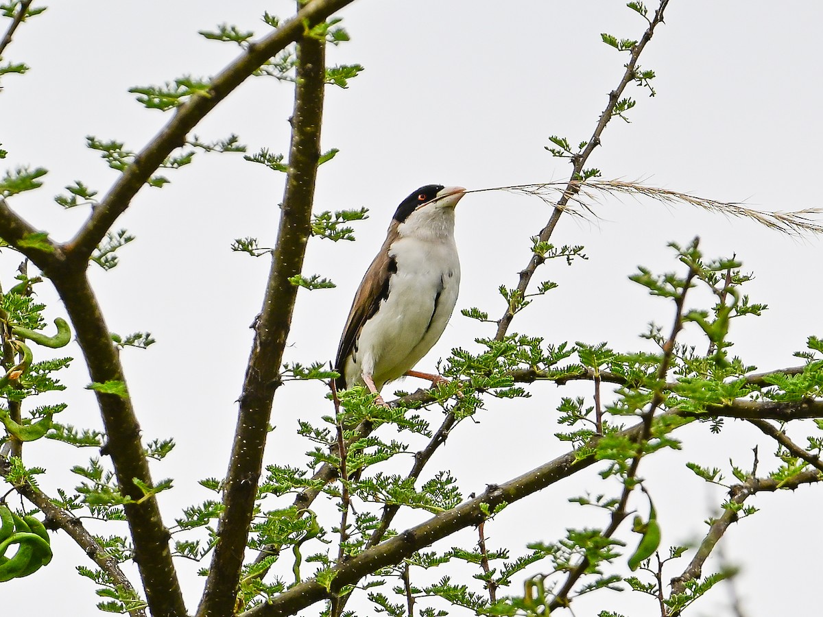 Tejedor Social de Cabanis - ML642053858