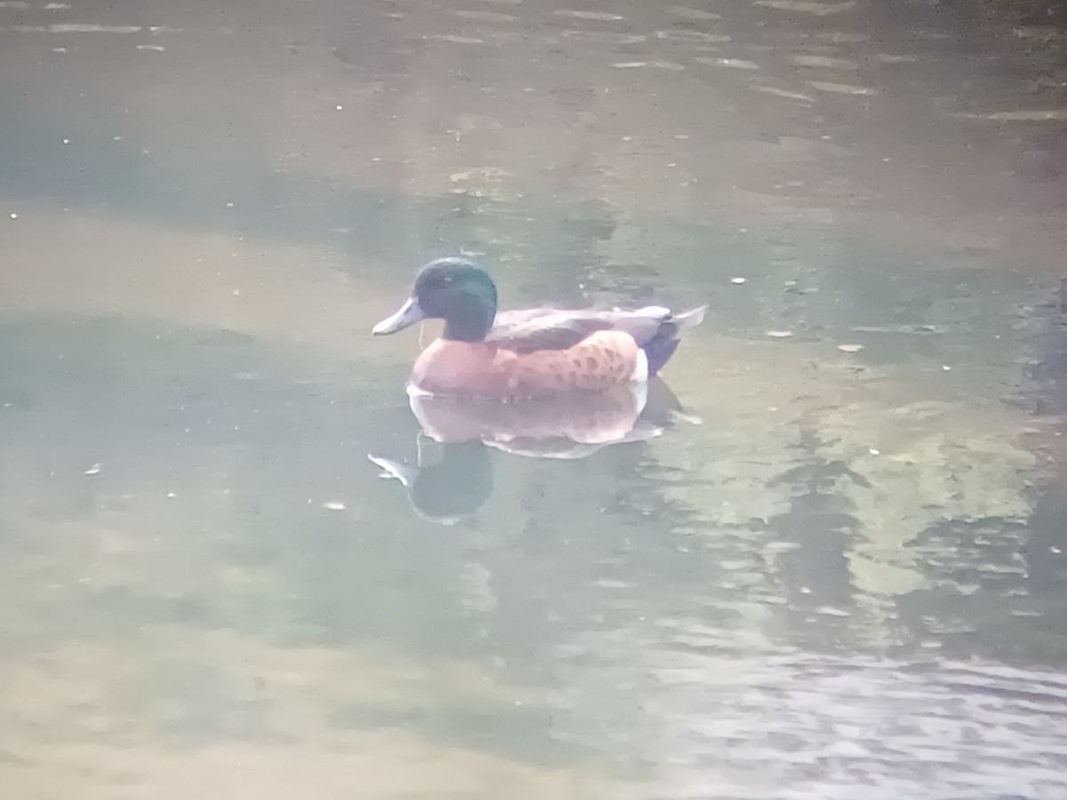 Chestnut Teal - ML642053881