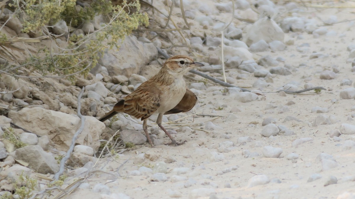 Fawn-colored Lark (Fawn-colored) - ML642053882