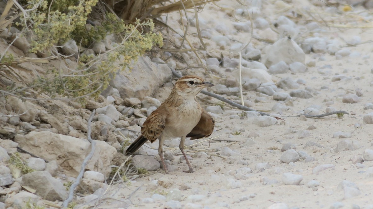 Fawn-colored Lark (Fawn-colored) - ML642053883