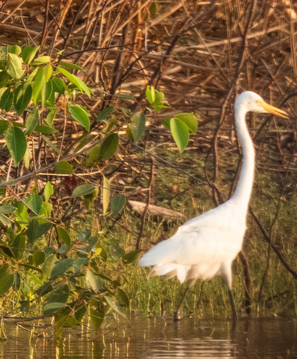 Great Egret - ML642053899