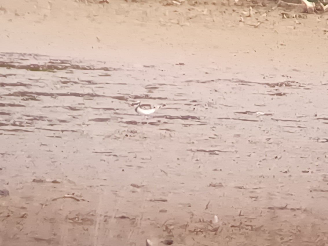 Black-fronted Dotterel - ML642053905