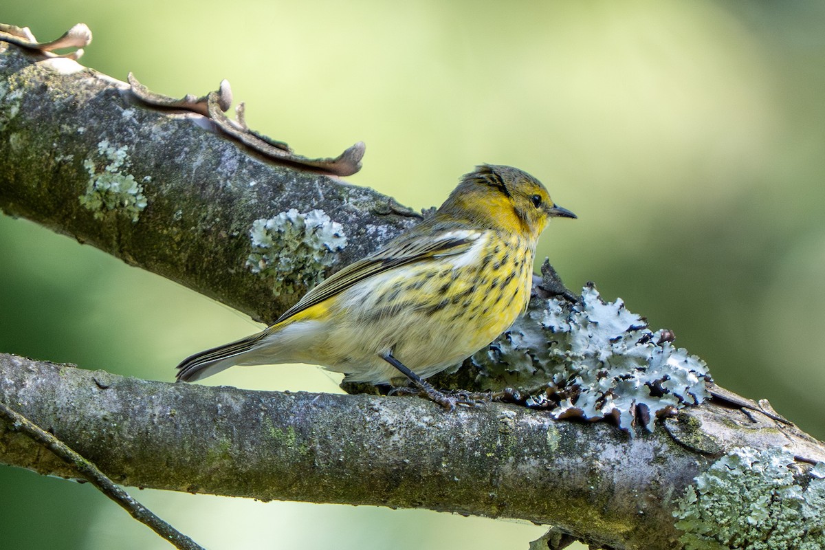 Cape May Warbler - ML642053909