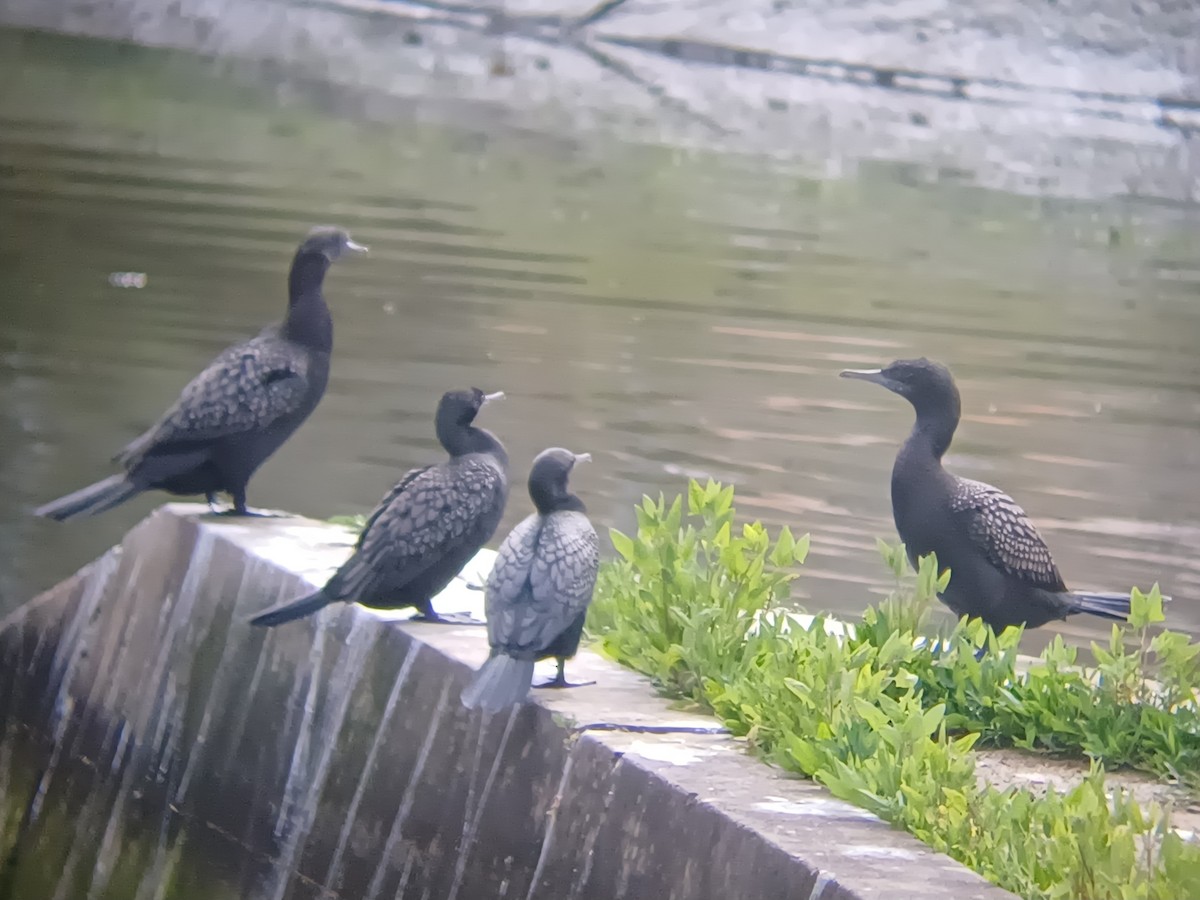 Little Black Cormorant - ML642053911