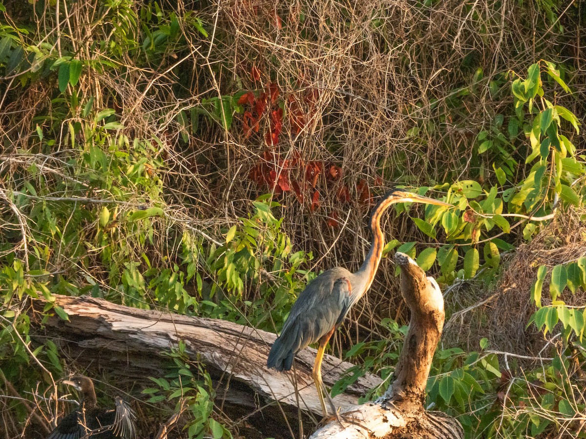 ムラサキサギ - ML642053912