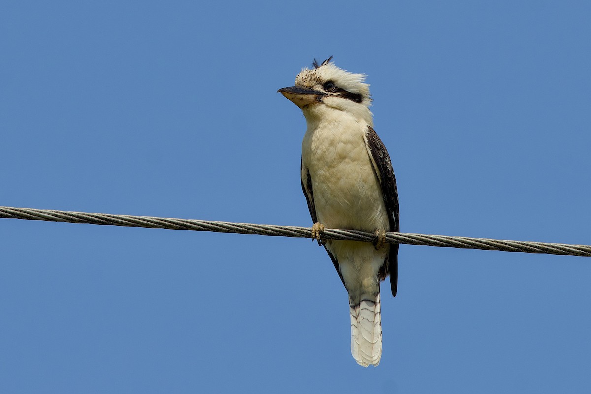 Laughing Kookaburra - ML642053927